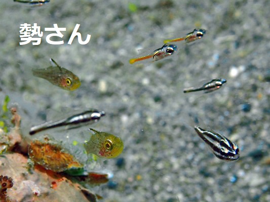 �T�U�i�~�C�V���` SilverLined Cardinalfish Ostorhinchus hartzfeldii