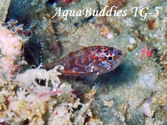 Slender siphonfish Siphamia elongata