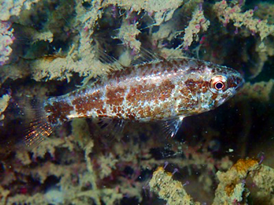 Slender siphonfish Siphamia elongata