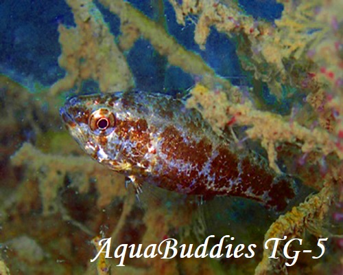 Slender siphonfish Siphamia elongata