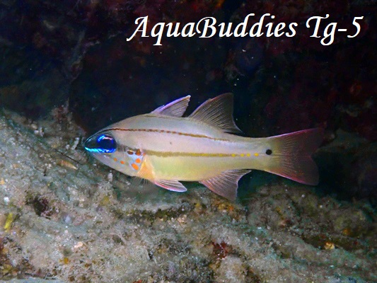 Spotgill Cardinalfish Ostorhinchus chrysopomus