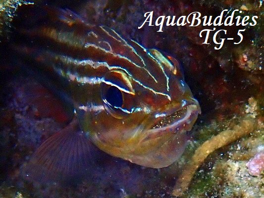 XWCV` Cook's Cardinalfish Ostorhinchus cookii