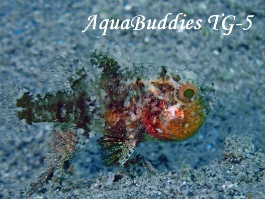 �^�C�����}�g�C�V���` Foa brachygramma