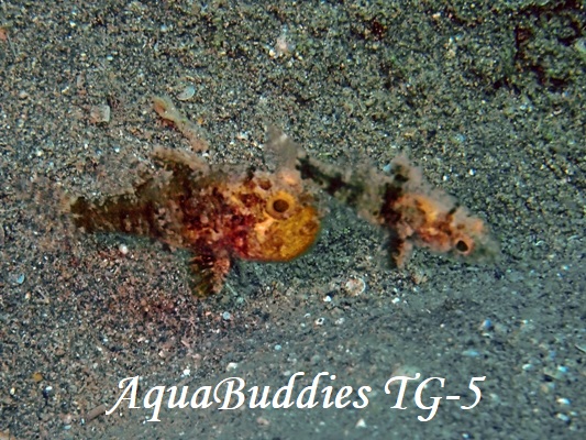 �^�C�����}�g�C�V���` Foa brachygramma
