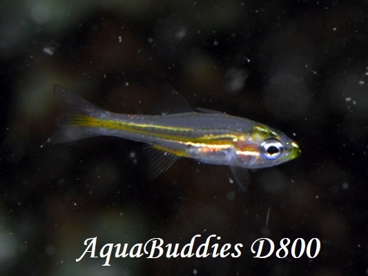 Tiny Cardinalfish Ostorhinchus nanus