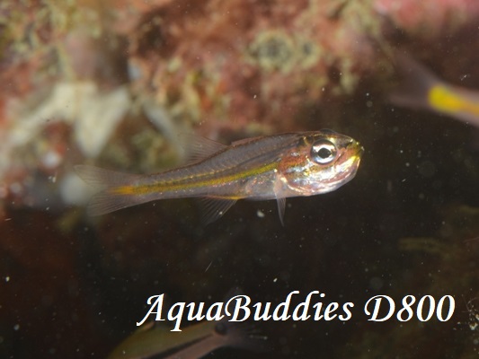 Tiny Cardinalfish Ostorhinchus nanus