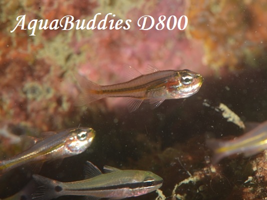 Tiny Cardinalfish Ostorhinchus nanus