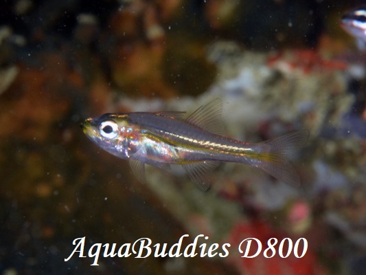 Tiny Cardinalfish Ostorhinchus nanus