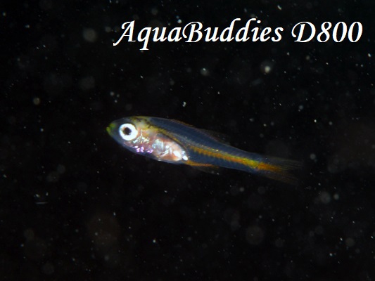 Tiny Cardinalfish Ostorhinchus nanus