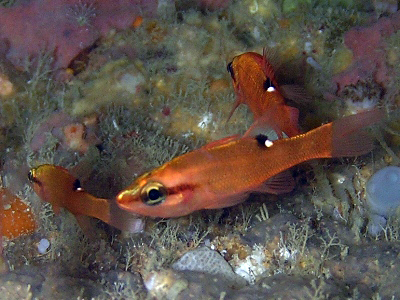 g}qCeWN_CCave Cardinalfish Zapogon evermanni