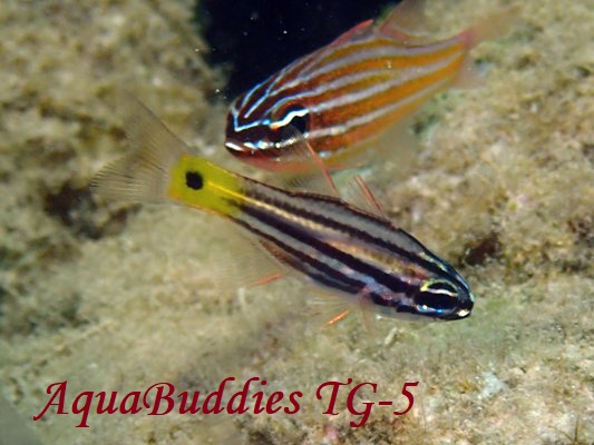 Toothy Cardinalfish Cheilodipterus isostigmus