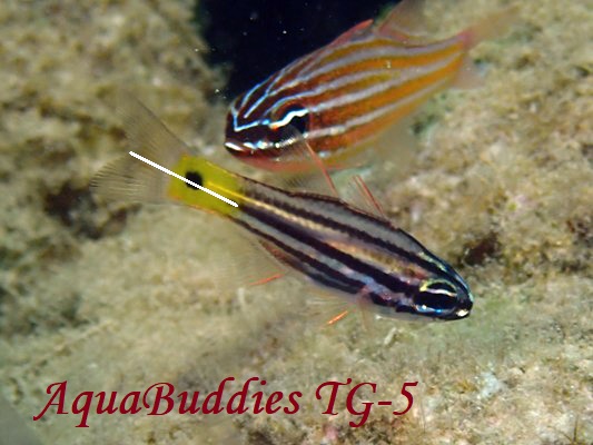 Toothy Cardinalfish Cheilodipterus isostigmus