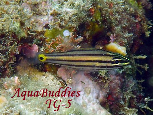 Toothy Cardinalfish Cheilodipterus isostigmus