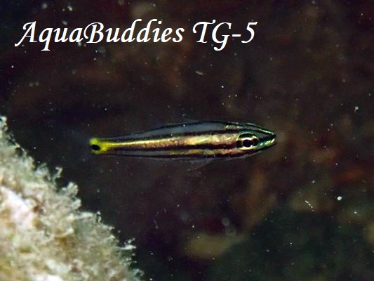 Toothy Cardinalfish Cheilodipterus isostigmus