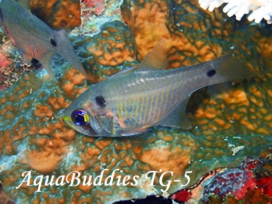 AgqLeWN_C_}V1 Blackspot Cardinalfish Taeniamia biguttata