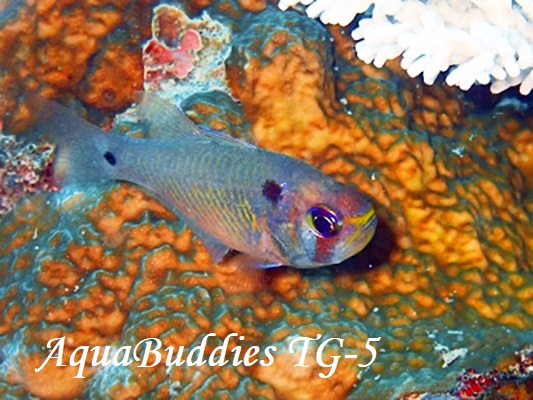 AgqLeWN_C_}V1 Blackspot Cardinalfish Taeniamia biguttata