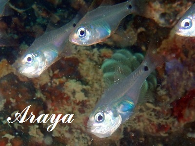 EXgeWN_C Fragile cardinalfish Zoramia viridiventer