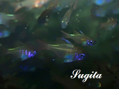 CgqLeWN_C Threadfin Cardinalfish Zoramia leptacanthus