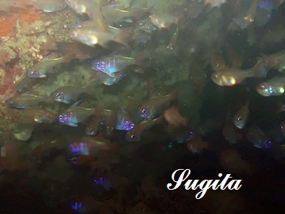 CgqLeWN_C Threadfin Cardinalfish Zoramia leptacanthus