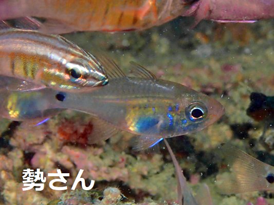 �E�X���g�e���W�N�_�C Fragile cardinalfish Zoramia viridiventer
