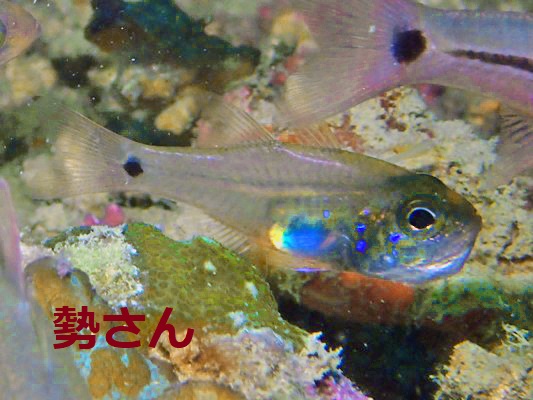 �E�X���g�e���W�N�_�C Fragile cardinalfish Zoramia viridiventer
