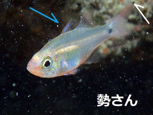 �E�X���g�e���W�N�_�C Fragile cardinalfish Zoramia viridiventer