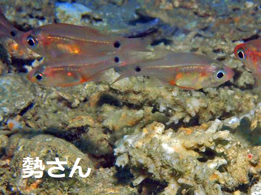 �E�X���g�e���W�N�_�C�Ȃ̂��H Fragile cardinalfish Zoramia viridiventer