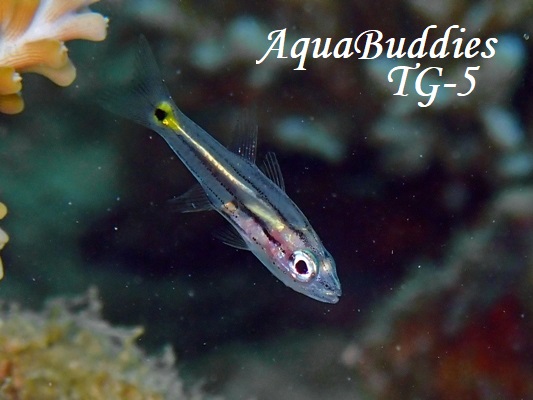 CCV` Five-lined Cardinalfish Cheilodipterus quinquelineatus