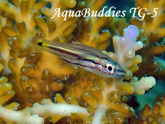 CCV` Five-lined Cardinalfish Cheilodipterus quinquelineatus