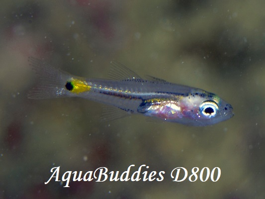 CCV` Five-lined Cardinalfish Cheilodipterus quinquelineatus