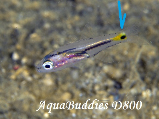 CCV` Five-lined Cardinalfish Cheilodipterus quinquelineatus