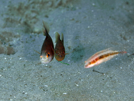 Moluccen Cardinalfish Ostorhinchus monospilus