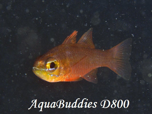 YellowEye Cardinalfish Ostorhinchus monospilus