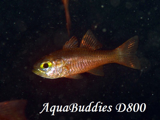 YellowEye Cardinalfish Ostorhinchus monospilus