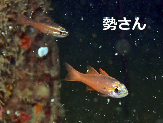 YellowEye Cardinalfish Ostorhinchus monospilus