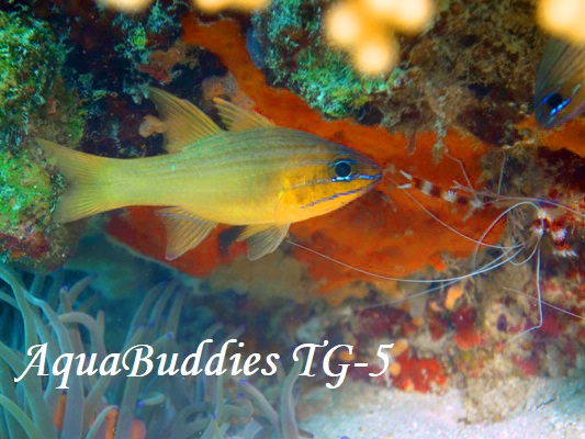 NV}_eCV` Yellowlined Cardinalfish Ostorhinchus chrysotaenia