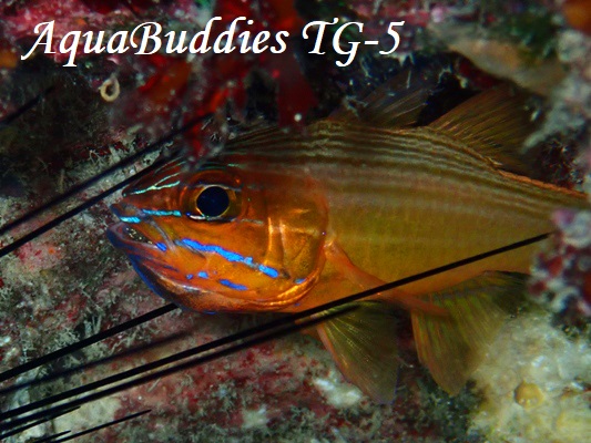 NV}_eCV` Yellowlined Cardinalfish Ostorhinchus chrysotaenia