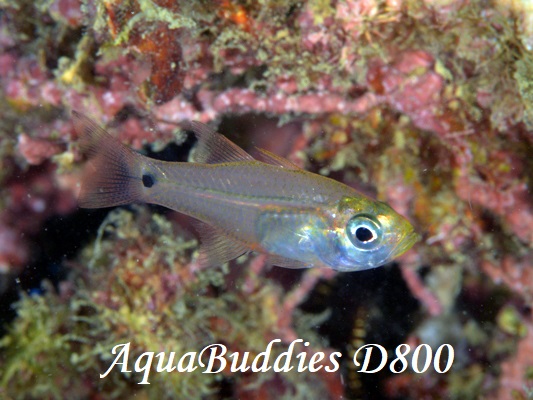 Archamia1 Yellowmouth Cardinalfish Archamia bleekeri