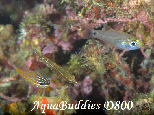 Archamia1 Yellowmouth Cardinalfish Archamia bleekeri