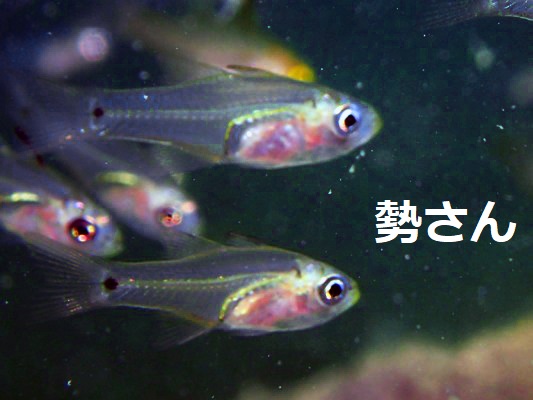 Archamia����1�� Yellowmouth Cardinalfish Archamia bleekeri