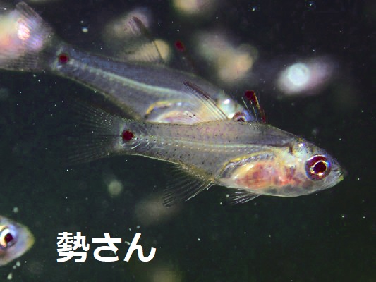 Archamia����1�� Yellowmouth Cardinalfish Archamia bleekeri