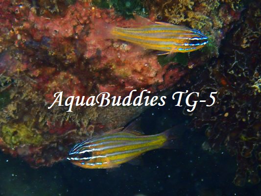 Pacific Orange-lined Cardinalfish Ostorhinchus sp.4