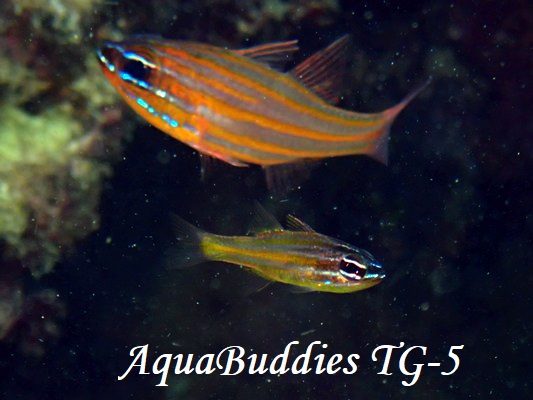 Yellow-striped Cardinalfish Ostorhinchus cyanosoma