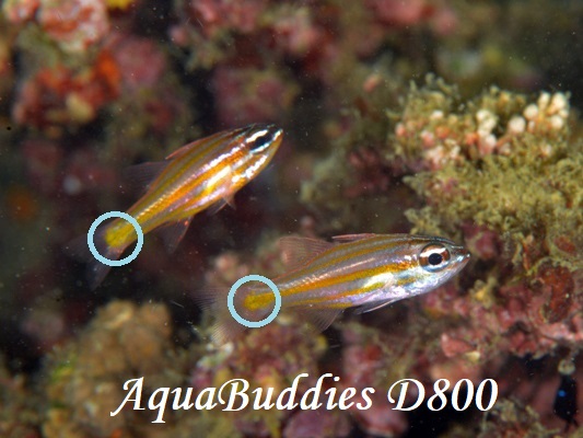 Yellow-striped Cardinalfish Ostorhinchus cyanosoma