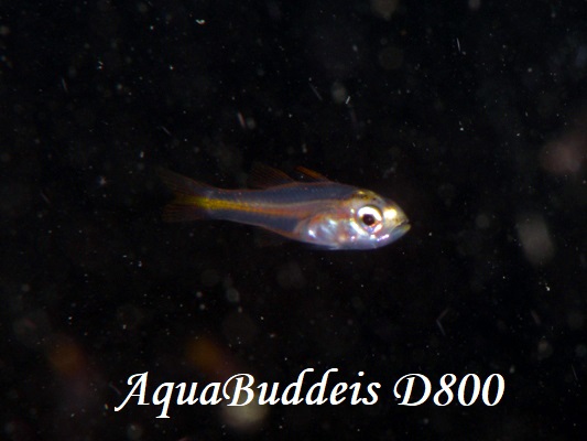 Yellow-striped Cardinalfish Ostorhinchus cyanosoma