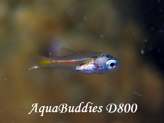 Yellow-striped Cardinalfish Ostorhinchus cyanosoma