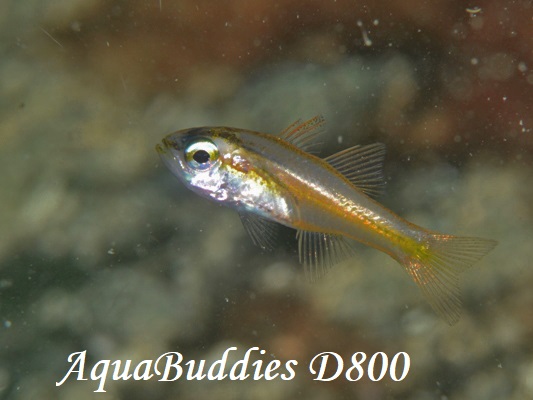 Yellow-striped Cardinalfish Ostorhinchus cyanosoma