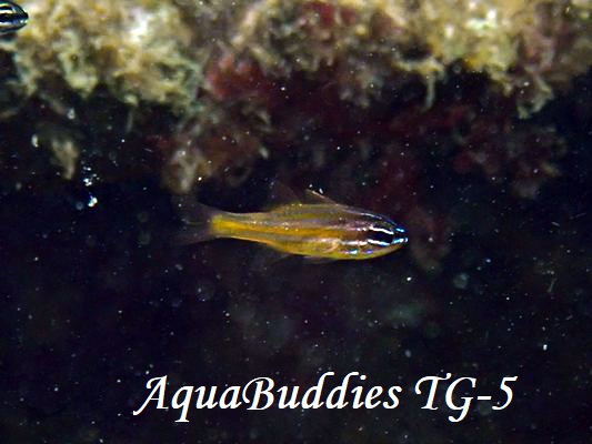 Yellow-striped Cardinalfish Ostorhinchus cyanosoma