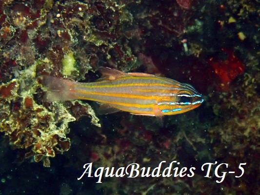 Yellow-striped Cardinalfish Ostorhinchus cyanosoma