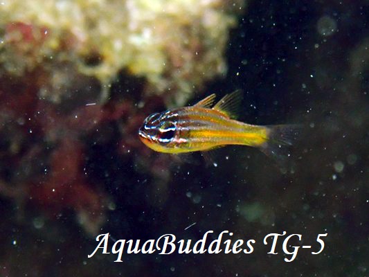 Pacific Orange-lined Cardinalfish Ostorhinchus sp.4